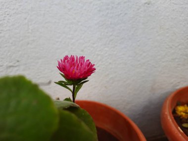 Güzel pembe Brezilya düğmesine ya da Centratherum punctatum çiçeğine ev bahçesindeki bir saksıda yakın plan