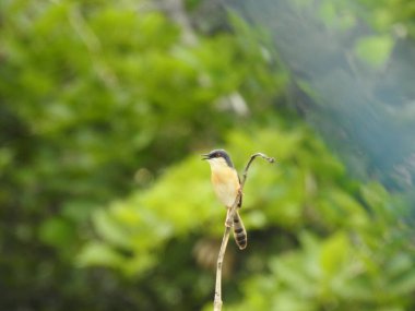 Hindistan 'ın şirin, küçük, kırmızı göğüslü Nuthatch kuşunun yakın çekimi çubuğun üzerinde oturuyor ve bir doğa arka planında kablo var.