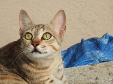 Hint grisi ve siyah renkli, noktalı hayvan Cat 'in farklı pozları.