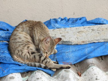 Hint grisi ve siyah renkli, noktalı hayvan Cat 'in farklı pozları.