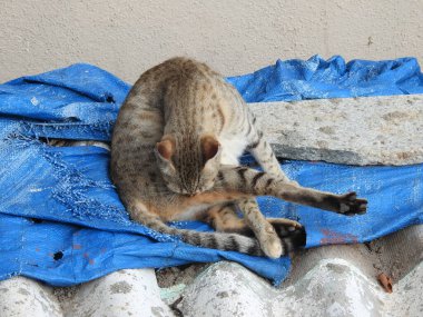 Hint grisi ve siyah renkli, noktalı hayvan Cat 'in farklı pozları.