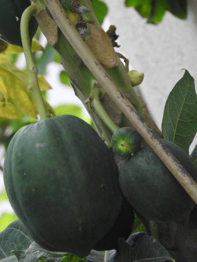 A Closeup of Indian young papaya fruit plant in a farm