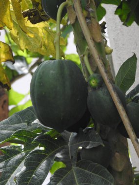 A Closeup of Indian young papaya fruit plant in a farm
