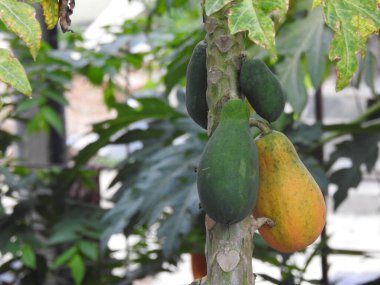 A Closeup of Indian young papaya fruit plant in a farm