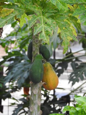 A Closeup of Indian young papaya fruit plant in a farm