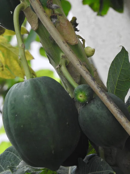 A Closeup of Indian young papaya fruit plant in a farm
