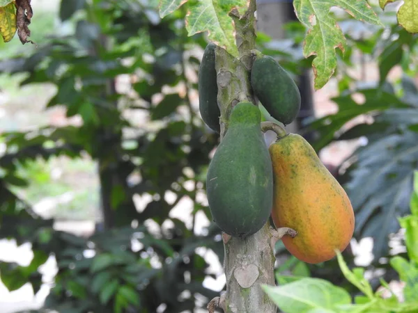 A Closeup of Indian young papaya fruit plant in a farm
