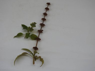 Chia, Salvia Hispanica Tohum Yığını Beyaz arka planda çiçekler