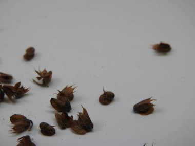 Chia, Salvia Hispanica Tohum Yığını Beyaz arka planda çiçekler