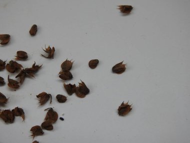 Chia, Salvia Hispanica Tohum Yığını Beyaz arka planda çiçekler