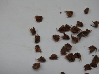 Chia, Salvia Hispanica Tohum Yığını Beyaz arka planda çiçekler