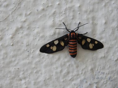 Güzel ve renkli beyaz bir nokta, siyah ve turuncu Hint kelebeği beyaz duvar arkasında oturuyor.