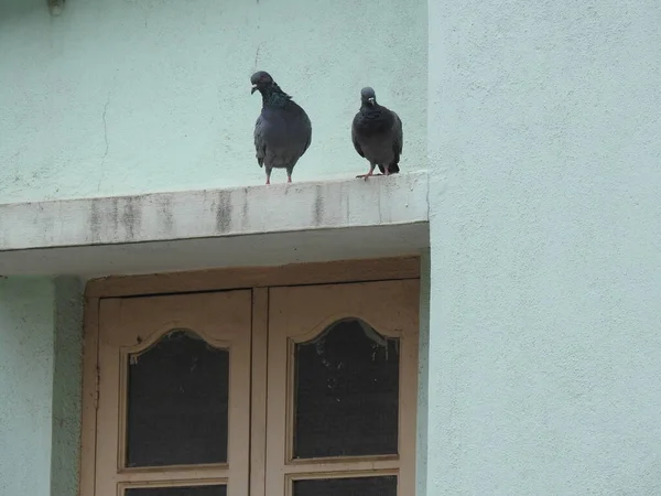 Closeup of beautiful gray, black color group and single Pigeons or Doves sitting on wall of the building