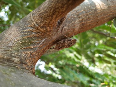 Hindistan kahverengi renkli ağustos böceği Pongamia Pinnata ağaç dalında oturan yaz çığırtkanı.