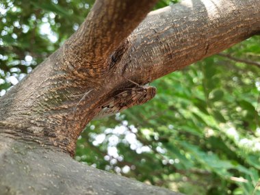 Hindistan kahverengi renkli ağustos böceği Pongamia Pinnata ağaç dalında oturan yaz çığırtkanı.