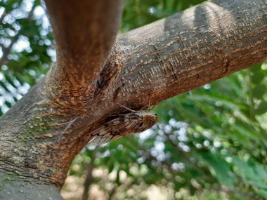 Hindistan kahverengi renkli ağustos böceği Pongamia Pinnata ağaç dalında oturan yaz çığırtkanı.