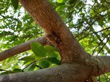 Hindistan kahverengi renkli ağustos böceği Pongamia Pinnata ağaç dalında oturan yaz çığırtkanı.