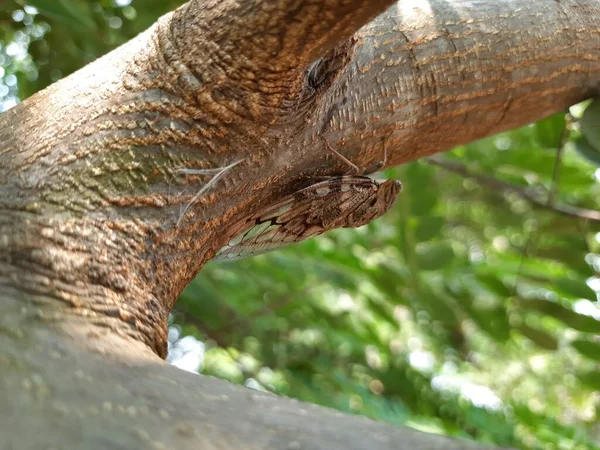 Zbliżenie Indyjskiego Brązowego Koloru Cicada Letni Wrzaskacz Owad Siedzi Pongamia — Zdjęcie stockowe