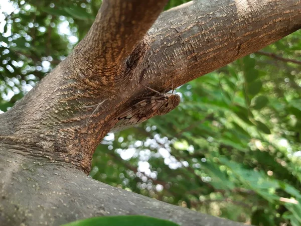 パンガミア ピナタの木の枝に座っている夏の絶叫系昆虫シカダ — ストック写真