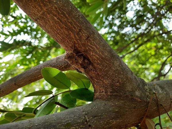 Närbild Indiska Brun Färg Cicada Sommaren Skriker Insekt Sitter Pongamia — Stockfoto