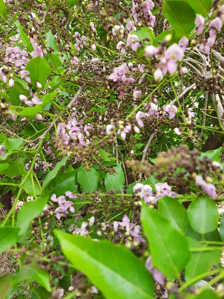 Nahaufnahme Von Schönen Und Bunten Pongamia Pinnata Oder Honge Mara — Stockfoto