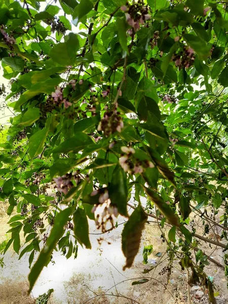 Closeup Beautiful Colorful Pongamia Pinnata Honge Mara Flower Texture Background — Photo