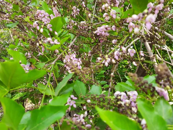 Nahaufnahme Von Schönen Und Bunten Pongamia Pinnata Oder Honge Mara — Stockfoto