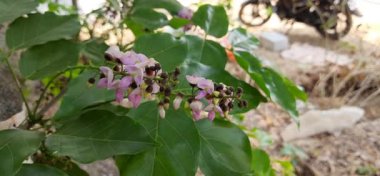 Güzel beyaz ve pembe Pongamia Pinnata ya da Honge Mara Çiçekleri 'nin yakın plan çekimi.