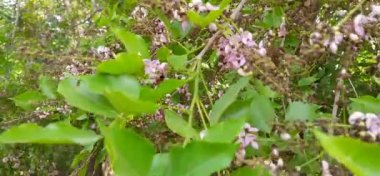 Güzel beyaz ve pembe Pongamia Pinnata ya da Honge Mara Çiçekleri 'nin yakın plan çekimi.