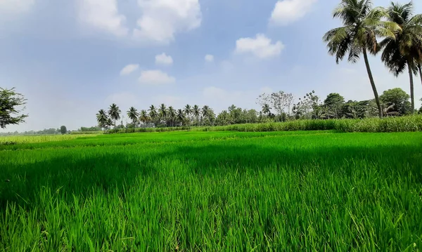 Zbliżenie Pięknego Indyjskiego Pola Uprawnego Paddy Sugar Cane Dystrykcie Mandya — Zdjęcie stockowe