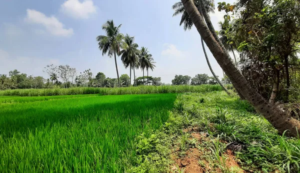 Primer Plano Del Hermoso Arrozal Indio Campo Agrícola Caña Azúcar —  Fotos de Stock