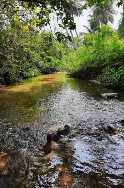 Closeup Beautiful Crystal Clear Lake Pond Water Flowing Forest Mandya — Fotografia de Stock