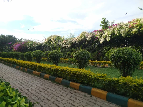 自然の中で健康のために目を覚ますための美しいインドの公園や庭園の閉鎖 — ストック写真