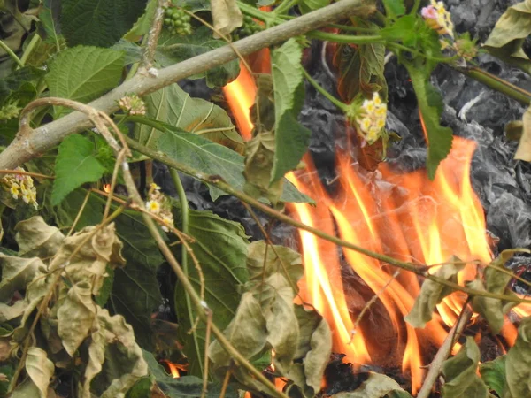 Gyönyörű Parázsló Tűzifák Tűzben Égtek Légköri Meleg Háttér Narancssárga Láng — Stock Fotó