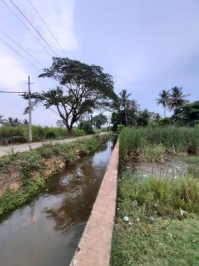 Kolakarana Doddi, Mandya Bölgesi, Karnataka, Hindistan 'daki güzel su kanalı ve göletin yakınları.