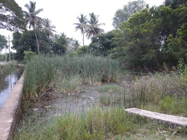 Kolakarana Doddi, Mandya Bölgesi, Karnataka, Hindistan 'daki güzel su kanalı ve göletin yakınları.