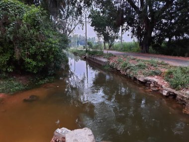 Kolakarana Doddi, Mandya Bölgesi, Karnataka, Hindistan 'daki güzel su kanalı ve göletin yakınları.