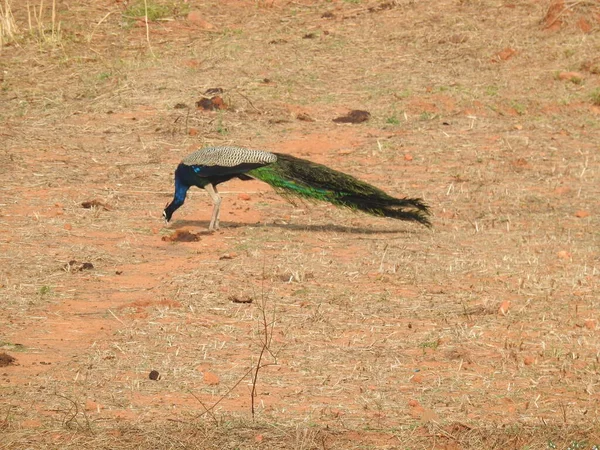 Nahaufnahme Des Schönen Indischen Pfauenauges Nationalvogel Indiens Beim Fressen Einem — Stockfoto