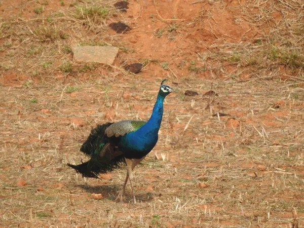 Κοντινό Πλάνο Των Όμορφων Ινδικών Peacock Εθνικό Πουλί Της Ινδίας — Φωτογραφία Αρχείου