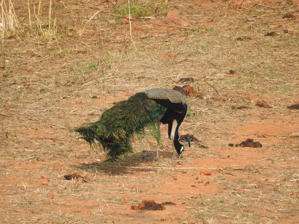 Closeup Beautiful Indian Peacock National Bird India Eating Food Empty — Stock Photo, Image