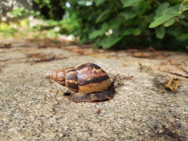 Closeup of beautiful Indian Brown color garden snail with shell on top in a nature background