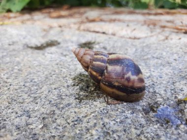 Closeup of beautiful Indian Brown color garden snail with shell on top in a nature background