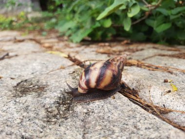 Closeup of beautiful Indian Brown color garden snail with shell on top in a nature background
