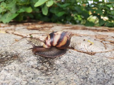 Closeup of beautiful Indian Brown color garden snail with shell on top in a nature background