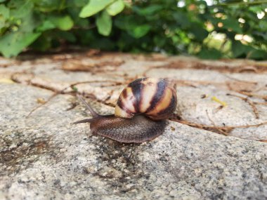 Closeup of beautiful Indian Brown color garden snail with shell on top in a nature background