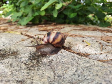Closeup of beautiful Indian Brown color garden snail with shell on top in a nature background