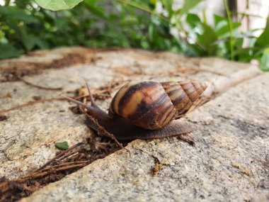 Closeup of beautiful Indian Brown color garden snail with shell on top in a nature background