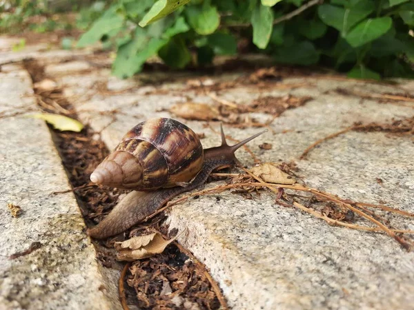 Closeup Beautiful Indian Brown Color Garden Snail Shell Top Nature — Photo