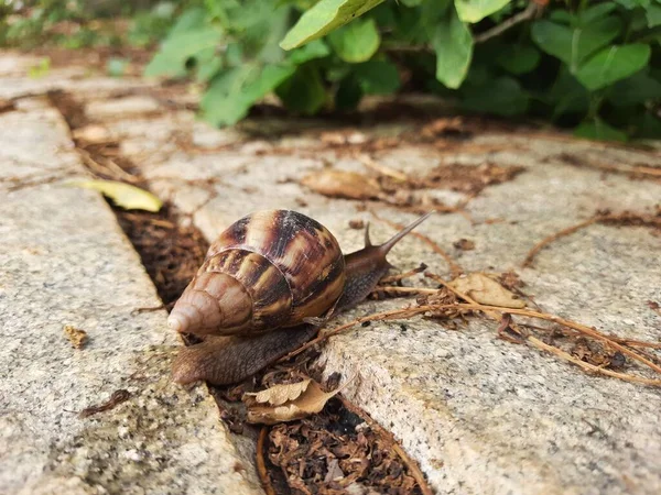 Closeup Beautiful Indian Brown Color Garden Snail Shell Top Nature — Stock fotografie