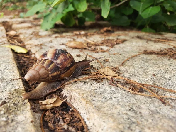 Closeup Beautiful Indian Brown Color Garden Snail Shell Top Nature — Stock Photo, Image